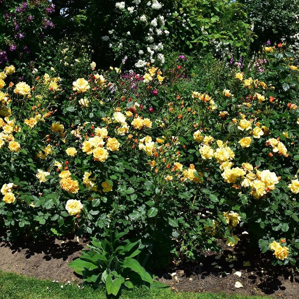 Rosa Autumn Sunset