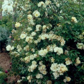 Aviateur Bleriot Bare Root Rose