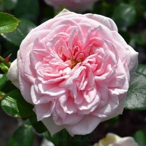 Awakening (Weeping Standard) Bare Root Rose
