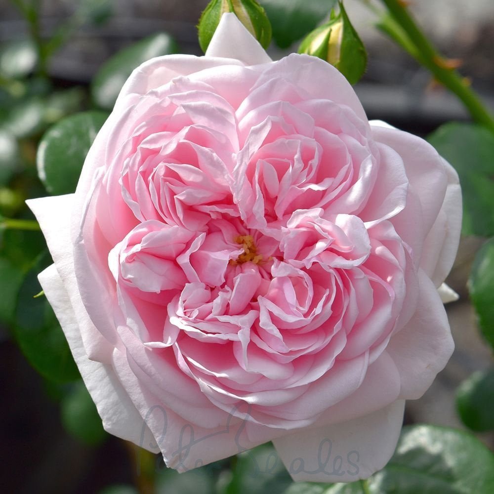 Pink Weeping Roses Weeping Rose Tree Uk