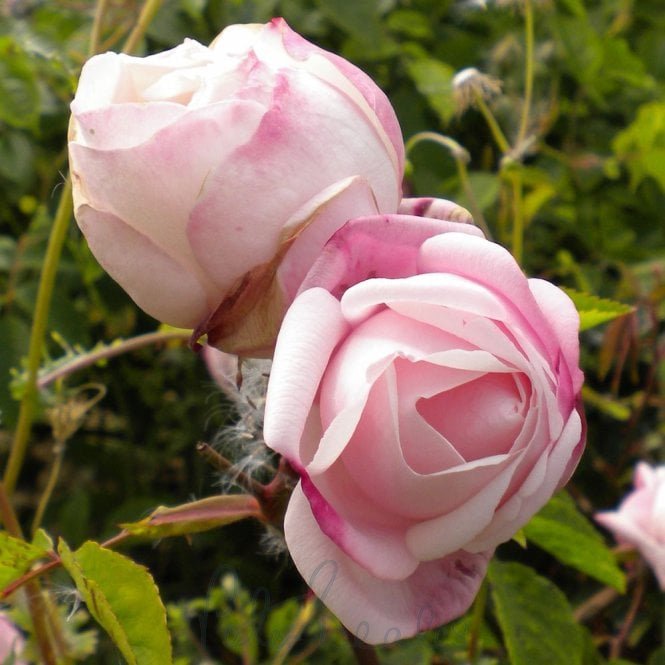 Ayrshire Splendens