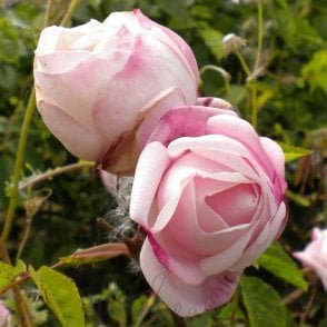 Ayrshire Splendens Bare Root Rose