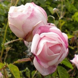 Ayrshire Splendens