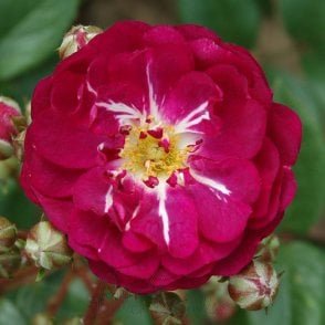 Baby Faurax Bare Root Rose
