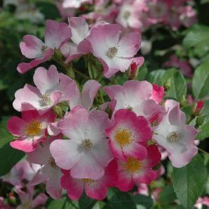 Ballerina (Standard) Potted Rose