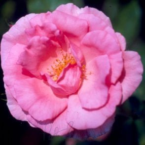Bantry Bay Potted Rose