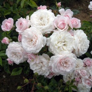 Barakura Bare Root Rose
