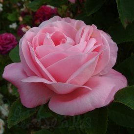 Baroness Rothschild