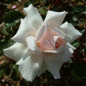 Beatrix Potter (tm) Bare Root Rose