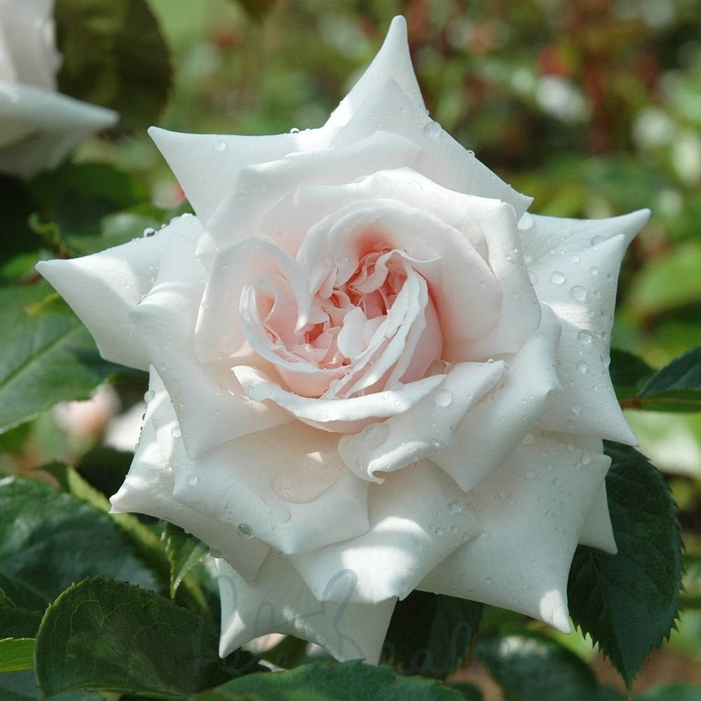 Beatrix Potter (tm) - Roses from Peter Beales Roses UK