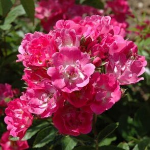 Belinda Bare Root Rose