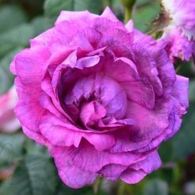 Belle De Crecy