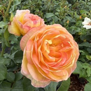 Belle De Jour Bare Root Rose