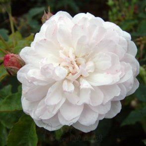 Belle Vichysoise Bare Root Rose