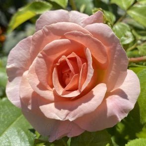 Beryl Felicia Manthorp Potted Rose