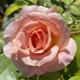 Beryl Felicia Manthorp