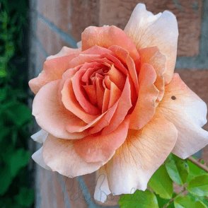 Bettina Bare Root Rose