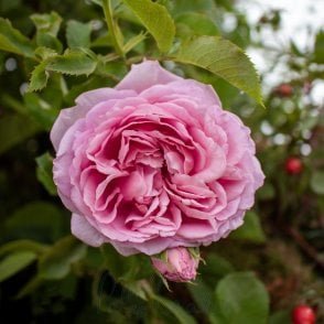 Bienvenue Bare Root Rose