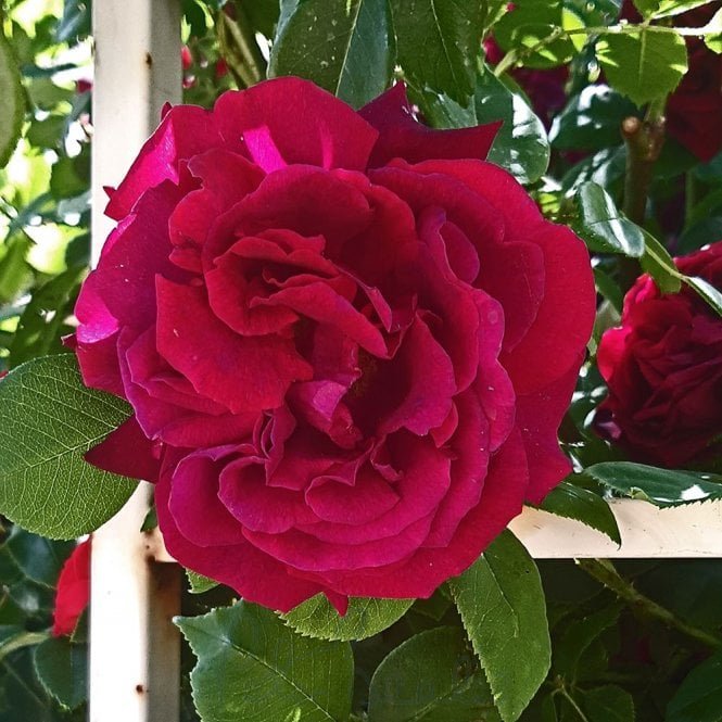 Black Prince