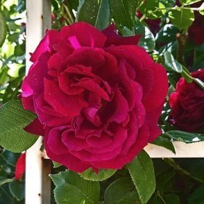 Black Prince Bare Root Rose