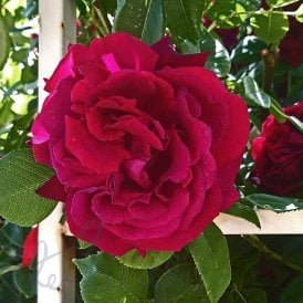 Black Prince
