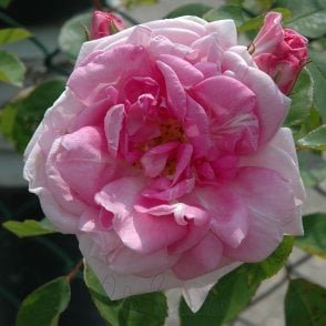 Blairii No .2 Bare Root Rose
