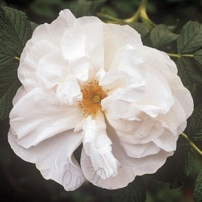 Blanc Double De Coubert Potted Rose