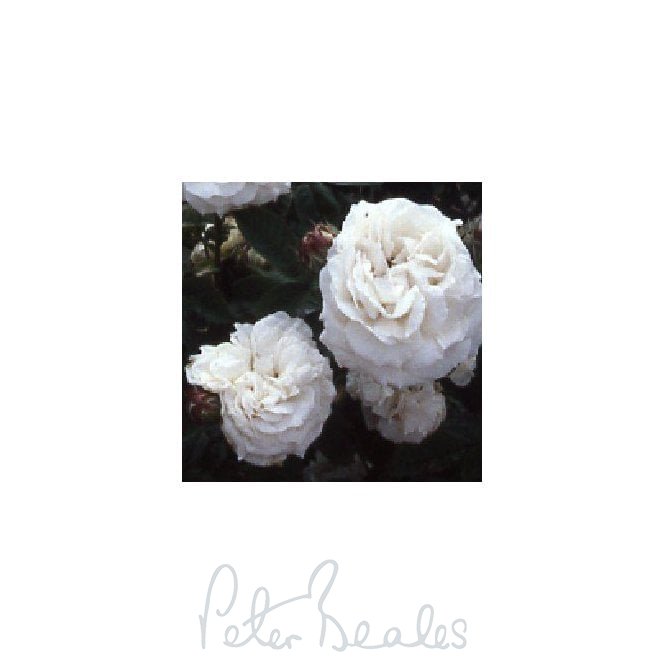Blanchefleur
