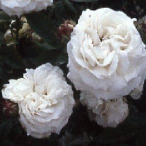 Blanchefleur Bare Root Rose