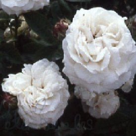 Blanchefleur