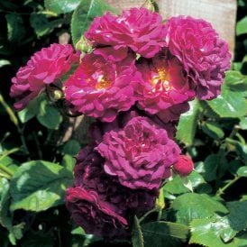 Bleu Magenta