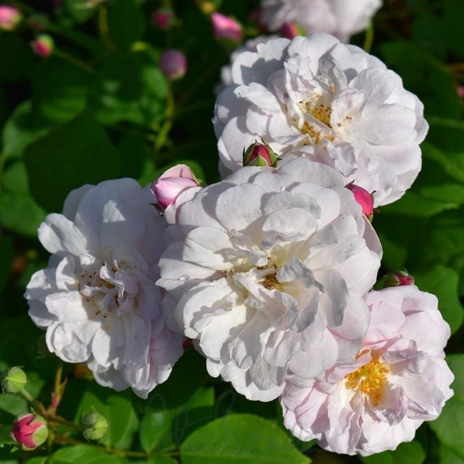 Blush Noisette