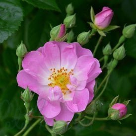 Blush Rambler