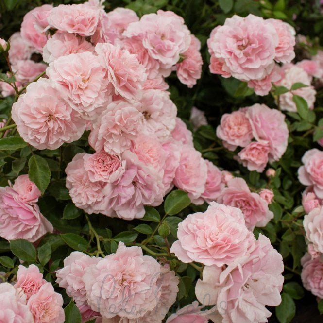 Bonica (Bush)
