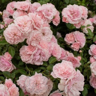 Bonica (Bush)