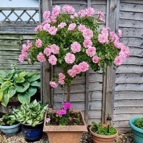 Bonica (Half Standard) Potted Rose