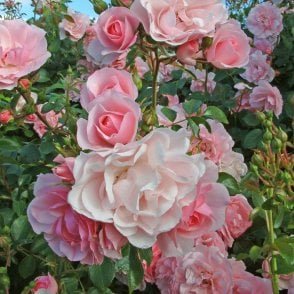 Bonica (Standard) Bare Root Rose