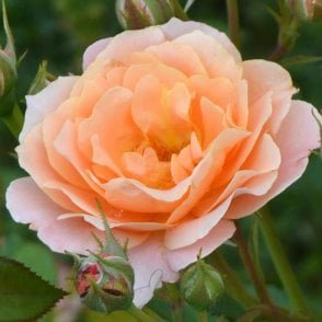 Bordure Abricot Potted Rose