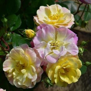 Bordure Camaieu Bare Root Rose