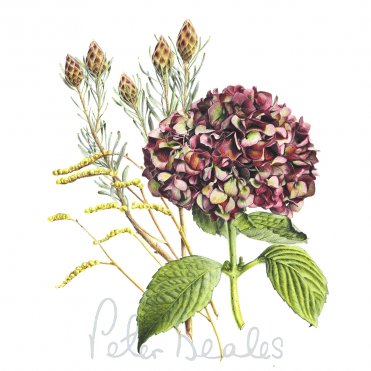 Botanical Illustration Workshop