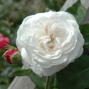 Boule De Neige Potted Rose