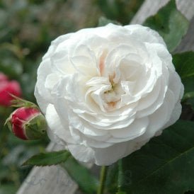 Boule De Neige