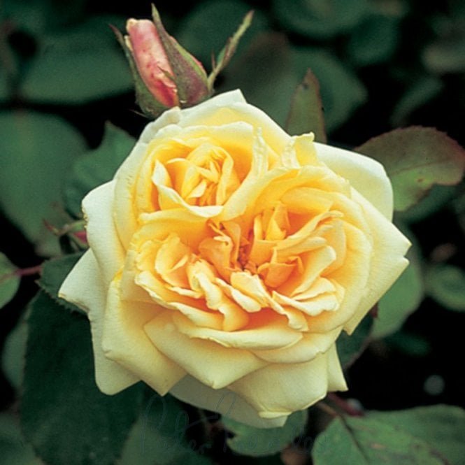 Bouquet D'Or