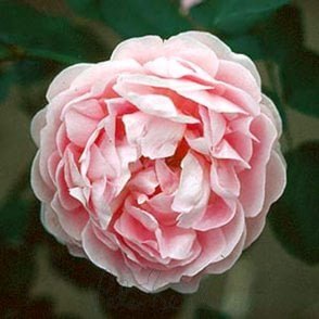 Bourbon Queen Bare Root Rose