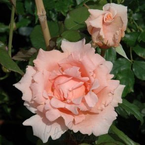 Breath Of Life Potted Rose