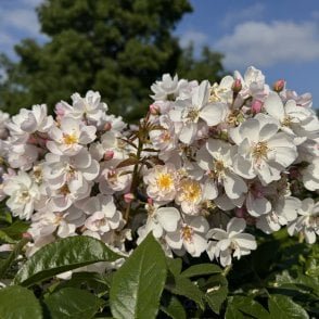 Brenda Colvin Bare Root Rose