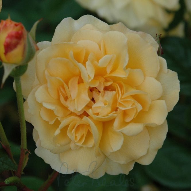 Buff Beauty (Bush)