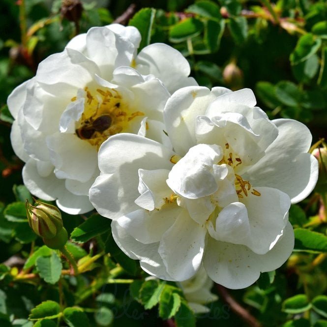 Burnet Double White