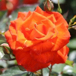 Burning Desire Potted Rose