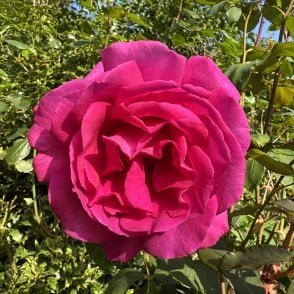Buxom Beauty Bare Root Rose